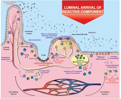 Impact of Cigarette Smoking on the Gastrointestinal Tract Inflammation: Opposing Effects in Crohn’s Disease and Ulcerative Colitis